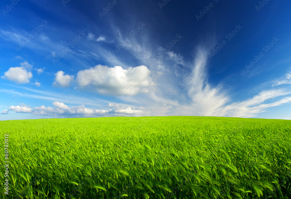 田野与天空。农业景观