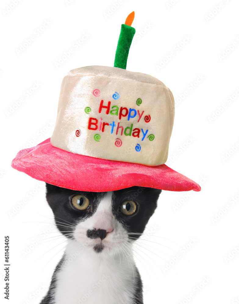 小猫生日快乐