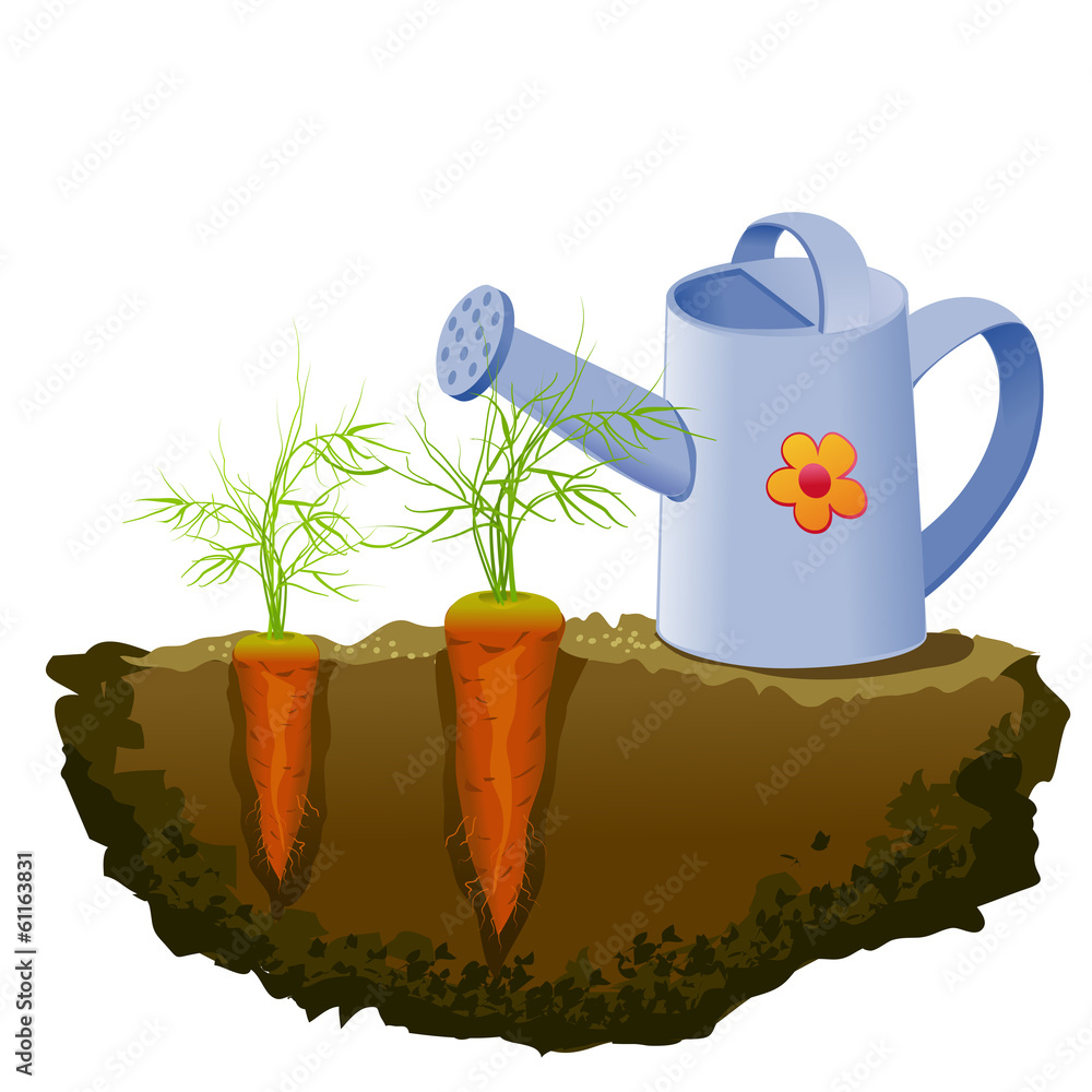 花园胡萝卜和喷壶