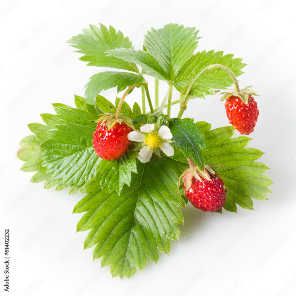 白色分离的野生草莓