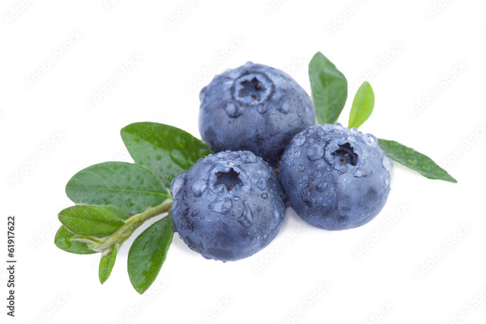 白色分离的新鲜蓝莓