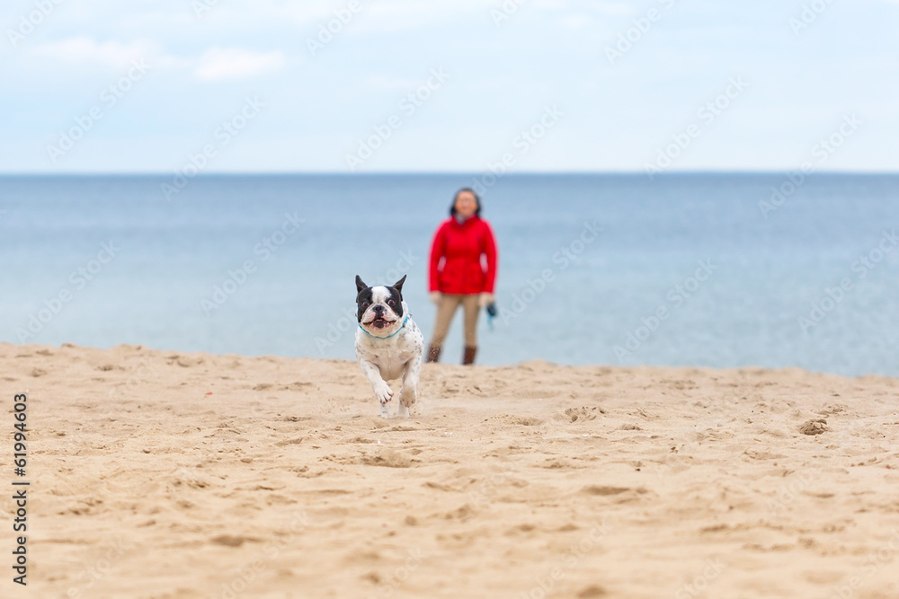 法国斗牛犬在海滩上奔跑