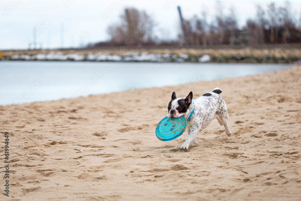 French bulldog running on the beach with frisbee