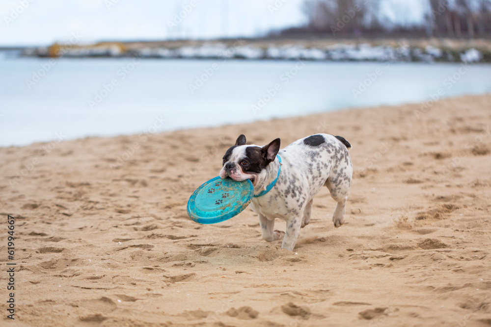 法国斗牛犬带着飞盘在海滩上奔跑
