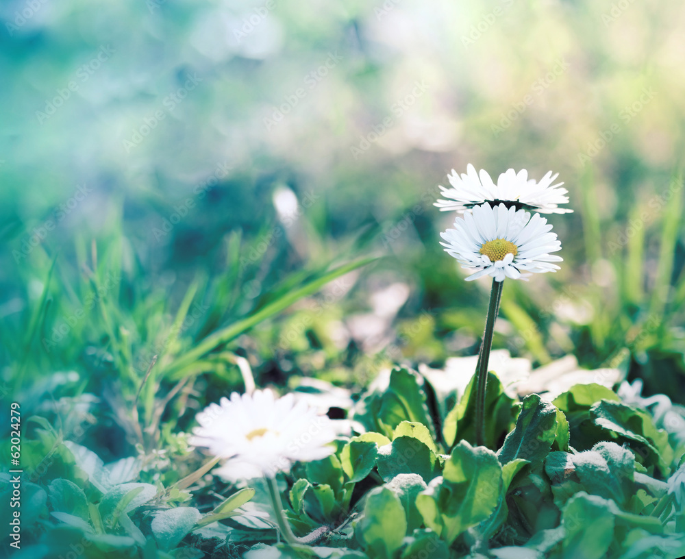 Little daisy (spring daisy)in spring, in a meadow