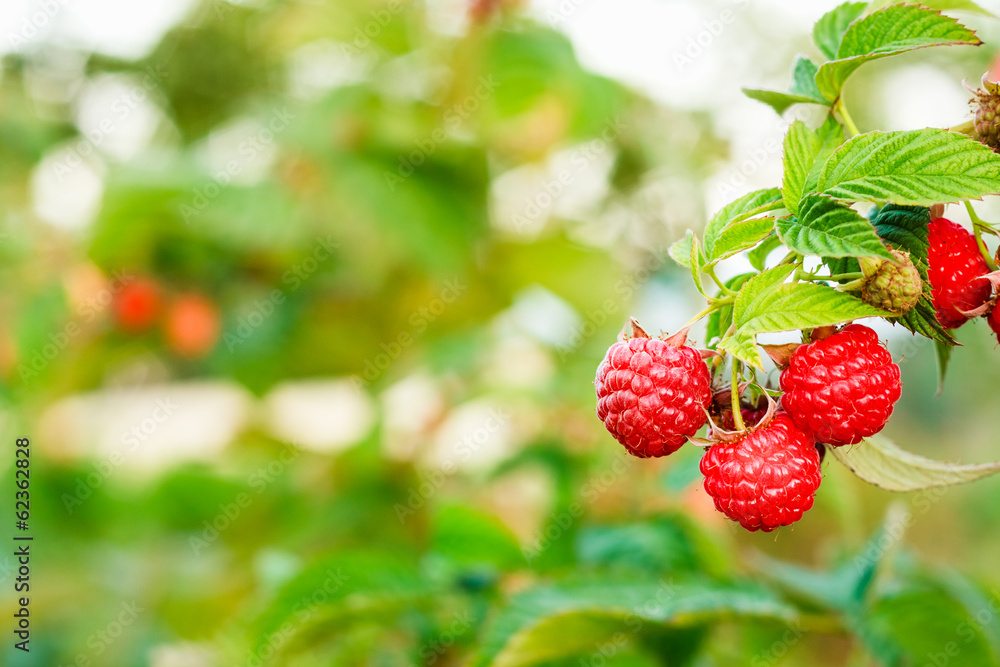树莓。树莓。种植有机浆果