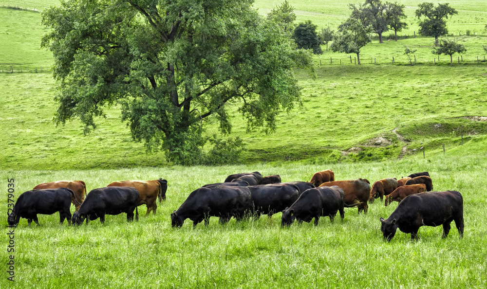 Weidende Kühe auf idyllischer Wiese