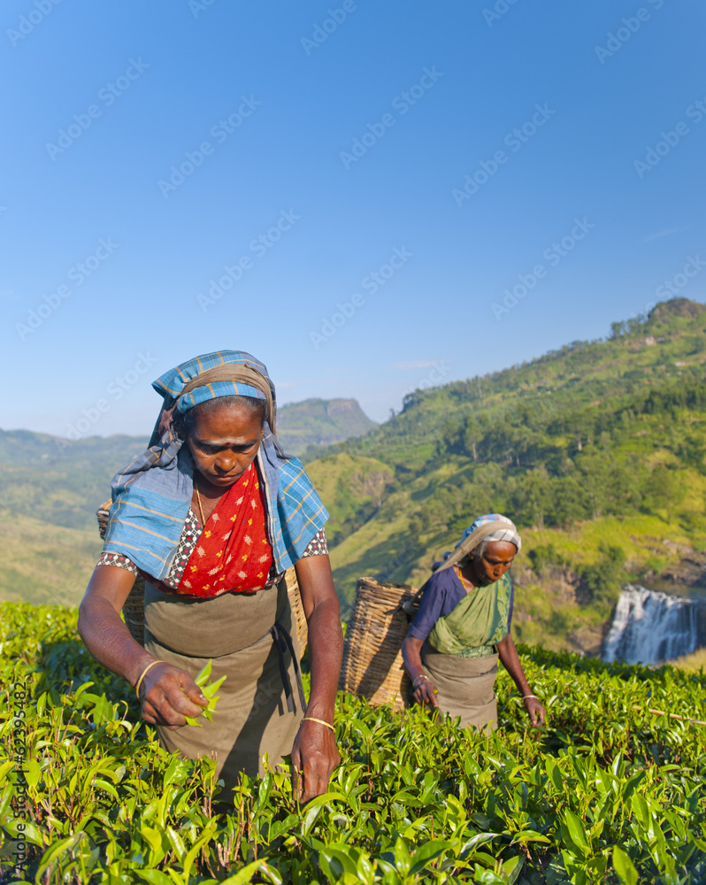 两位采茶人在斯里兰卡采摘茶叶