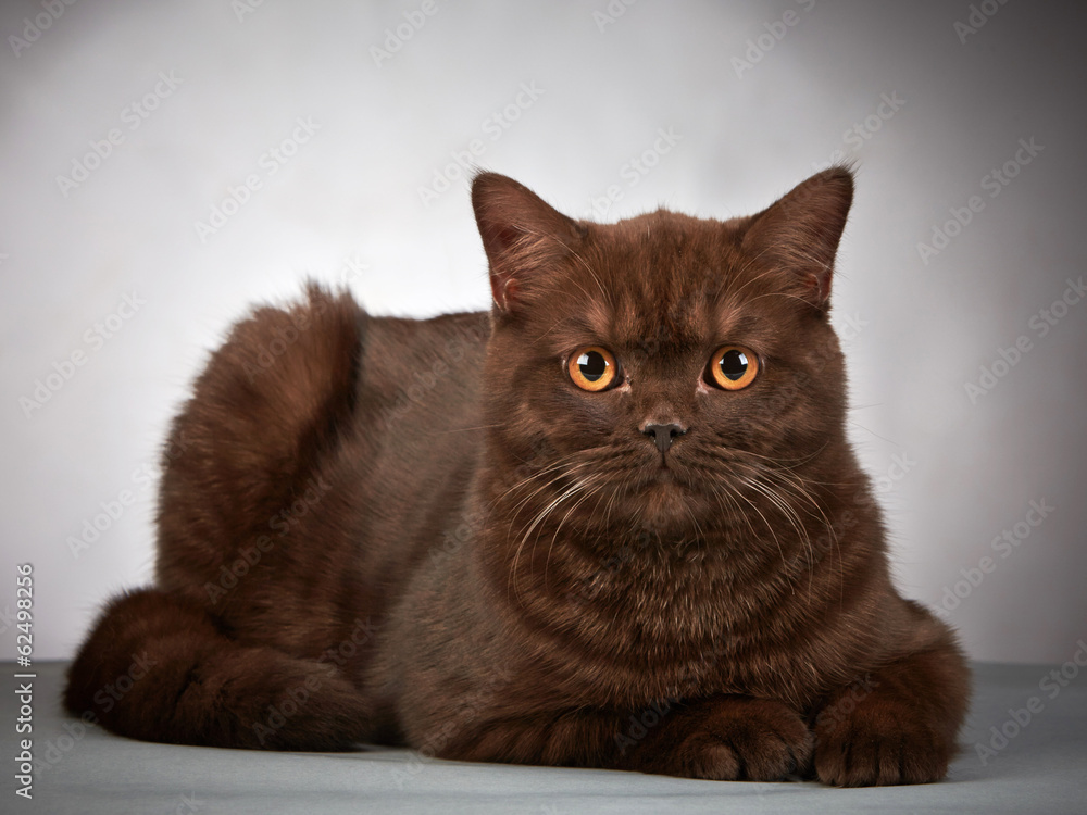 brown british short hair cat