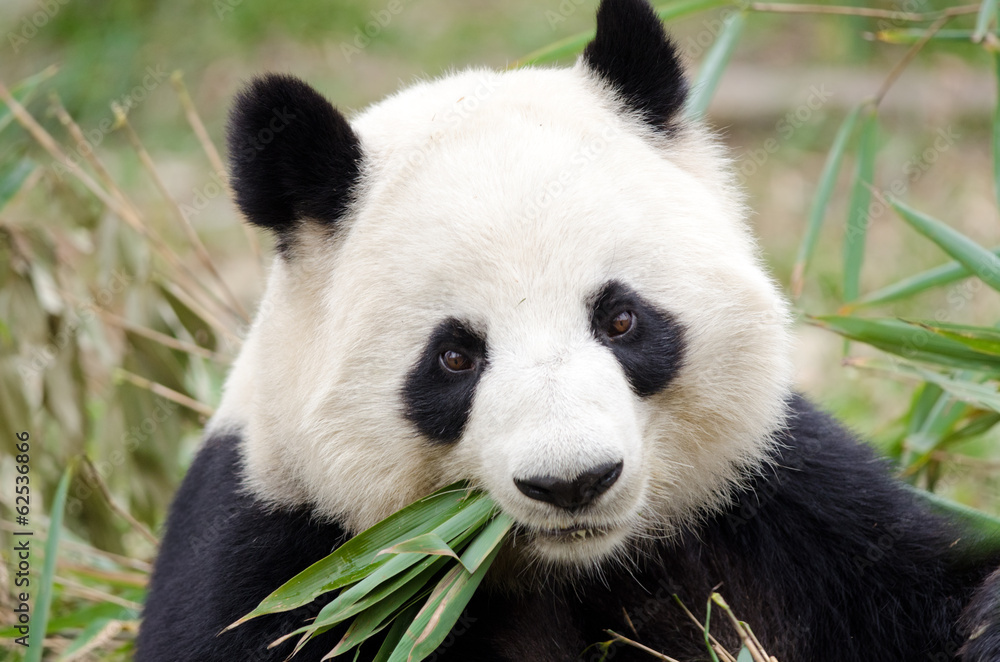 大熊猫吃竹子，中国成都