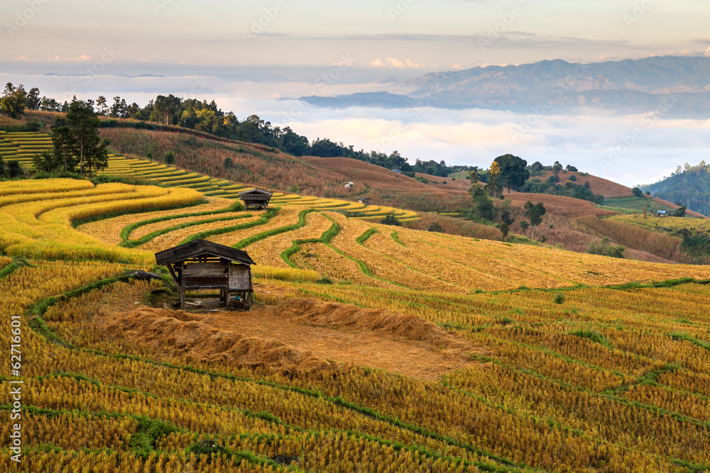 泰国清迈绿色梯田稻田