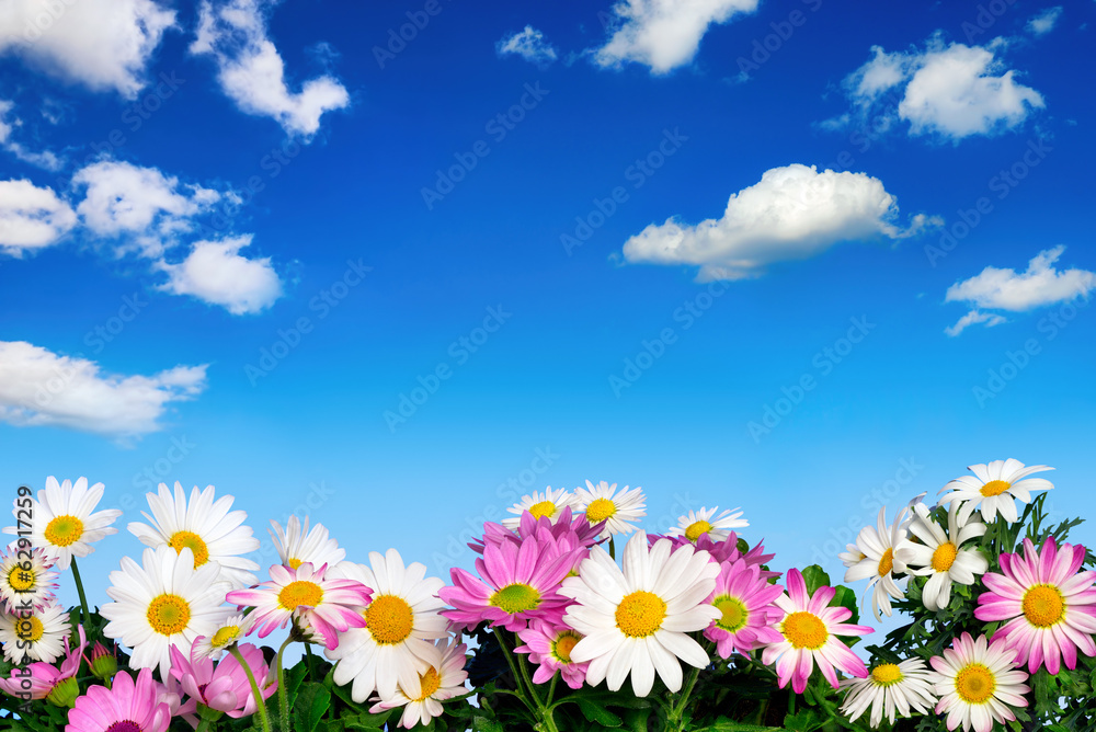 Blumenbeet vor blauem Himmel