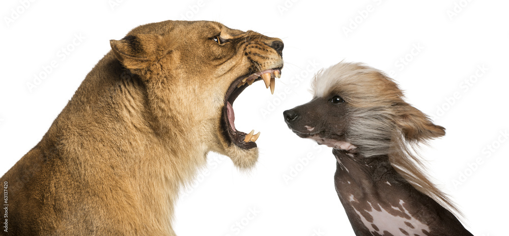 狮子女对着一只中国冠毛狗咆哮的特写