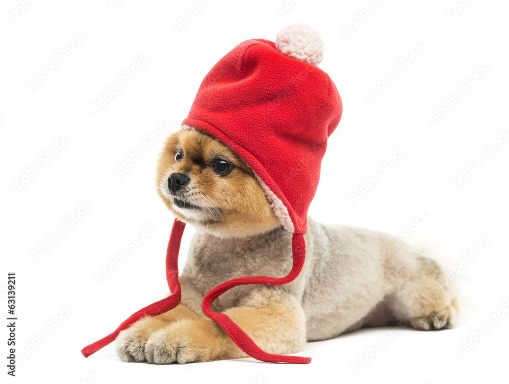 Grommed Pomeranian dog躺着，戴着红色帽子