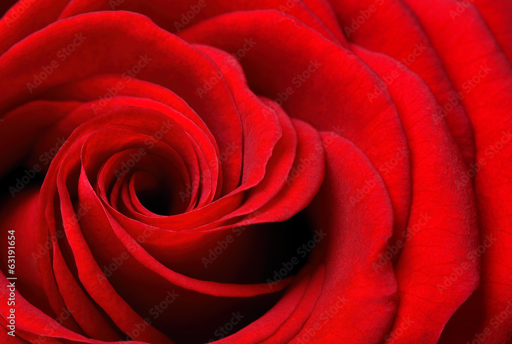 Ausschnitt einer schönen rote Rose