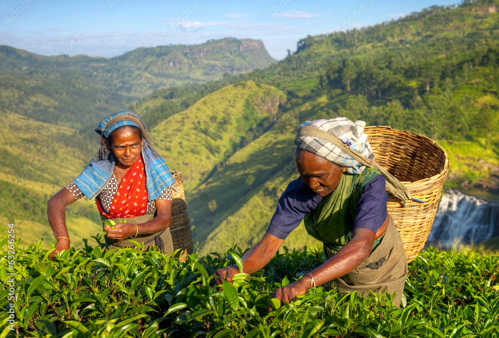 斯里兰卡的女性采茶者