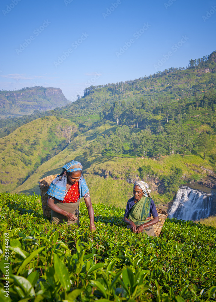 斯里兰卡妇女采摘茶叶