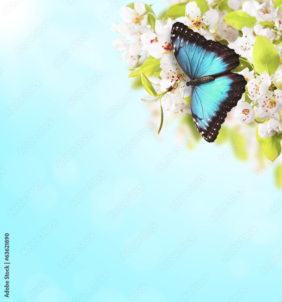 Apple tree blossoms with butterfly