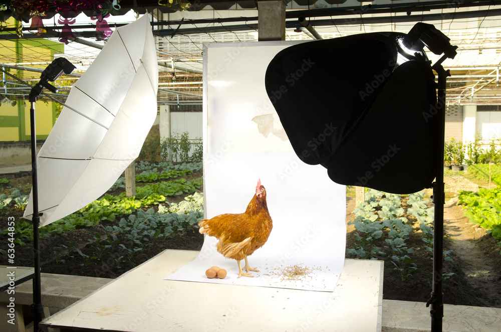 带照明设备的摄影棚里的小鸡