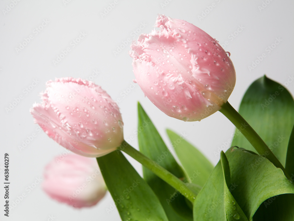 带水滴的新鲜春天郁金香花的花束