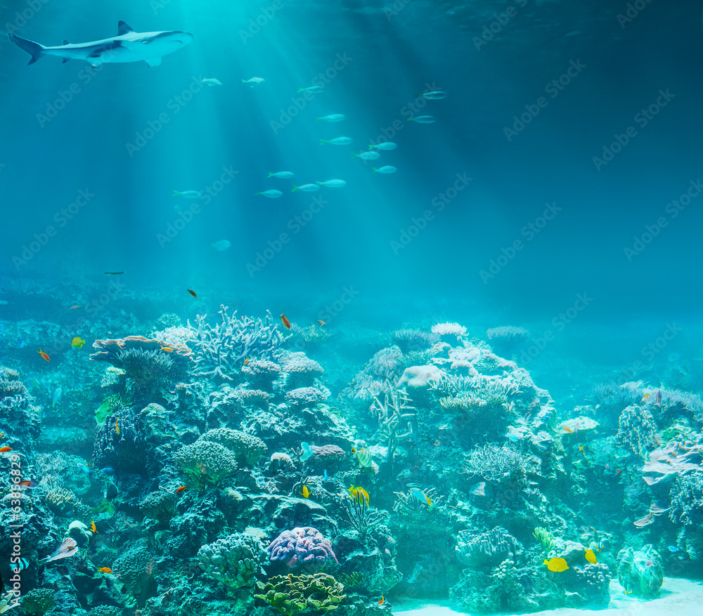 有鲨鱼的海洋或海洋水下珊瑚礁