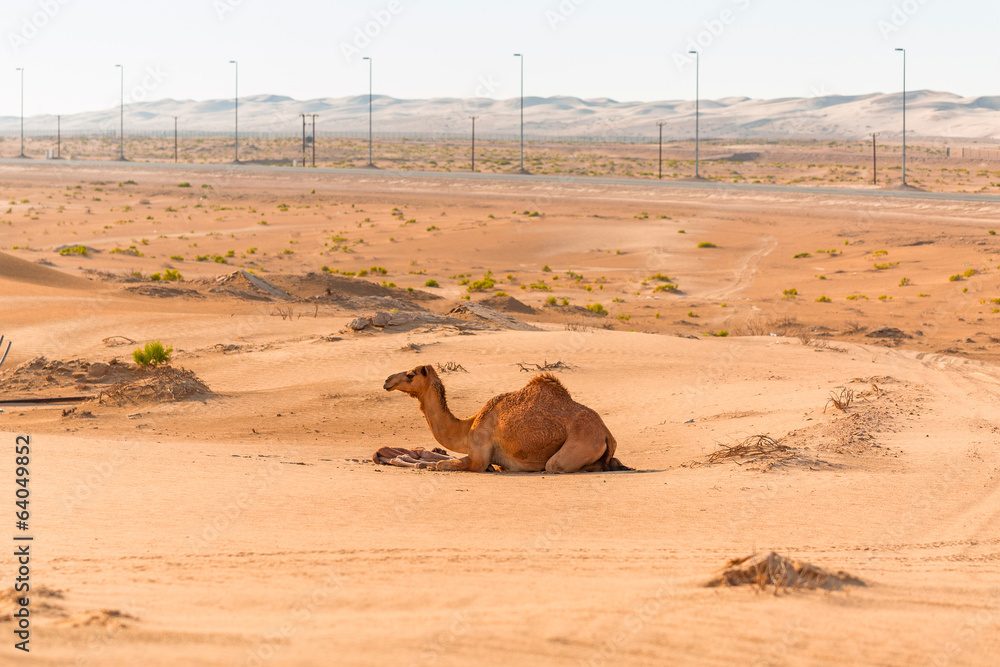 阿联酋沙漠中的骆驼和新生儿