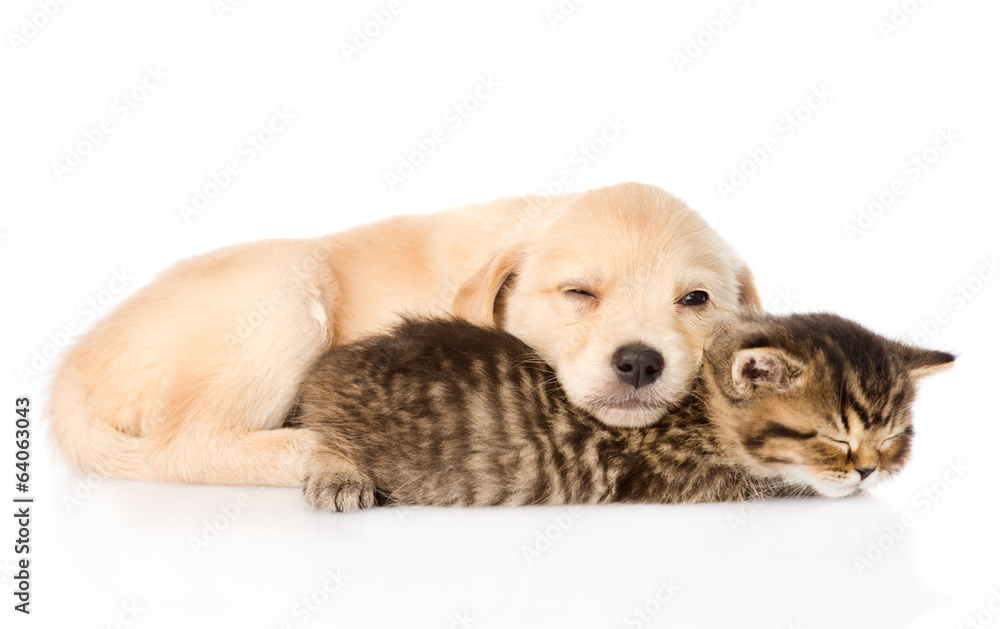金毛猎犬小狗和英国猫睡在一起。