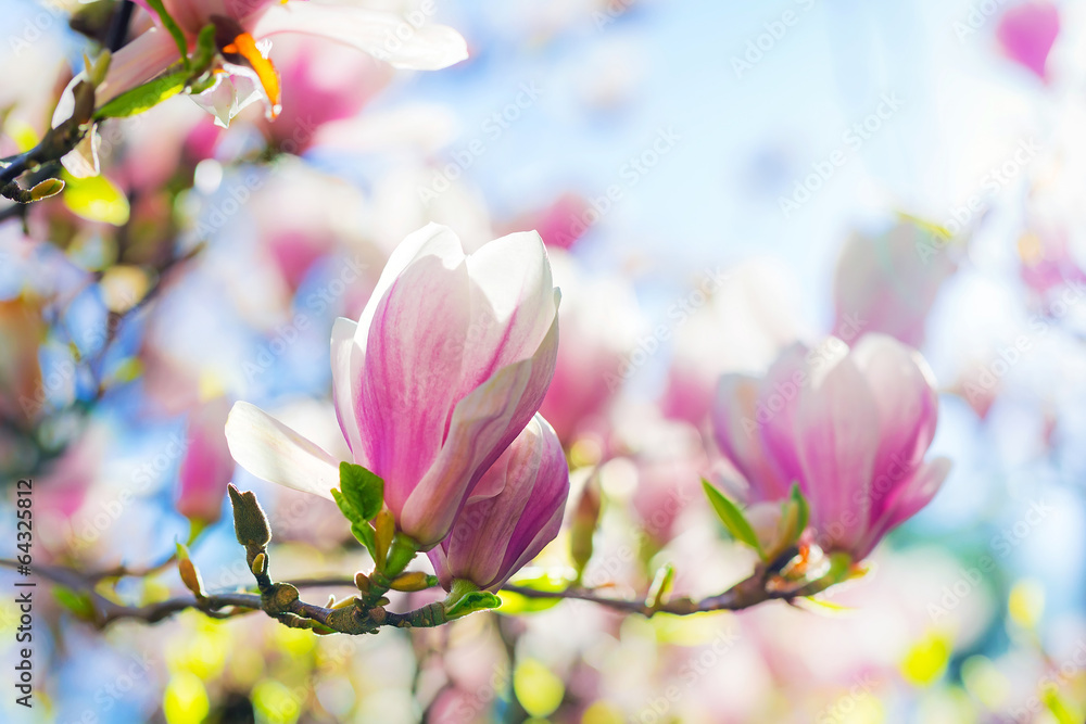 美丽的木兰树在春天绽放