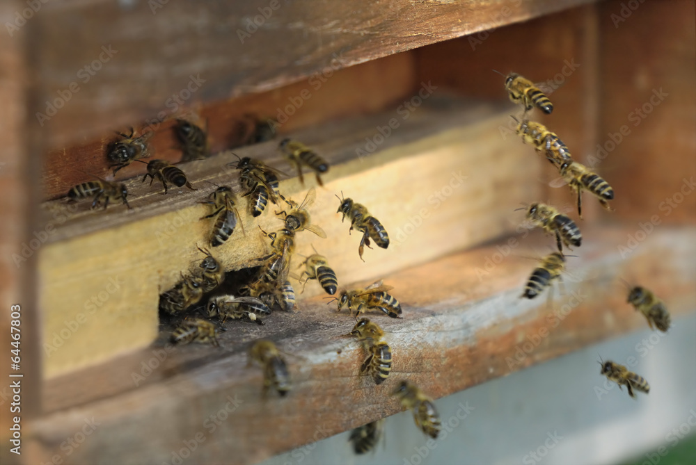 Honigbienen vor ihrem Bienenstock