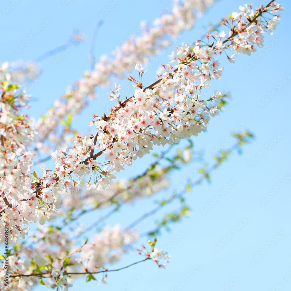 White Spring Blossoms of Cherry. Flowers Outdoor
