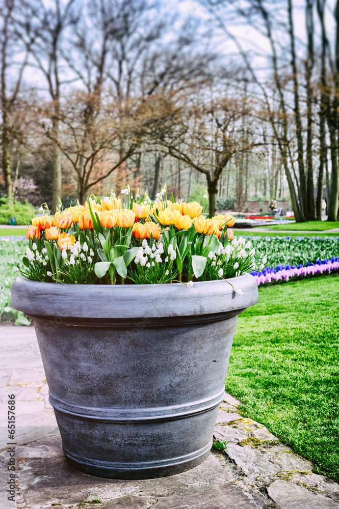 Blooming tulips in big flower pot