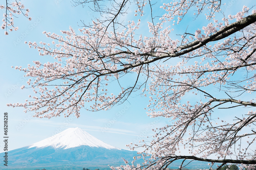 富士山と桜の風景