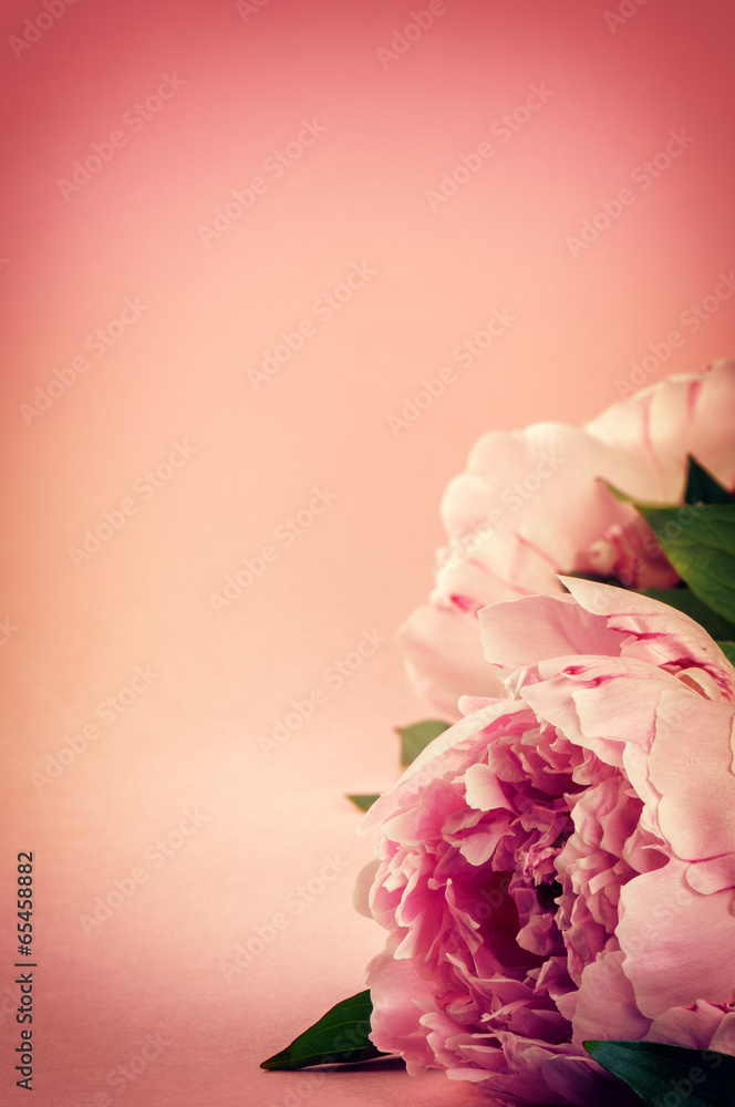 粉红色背景配美丽的牡丹花
