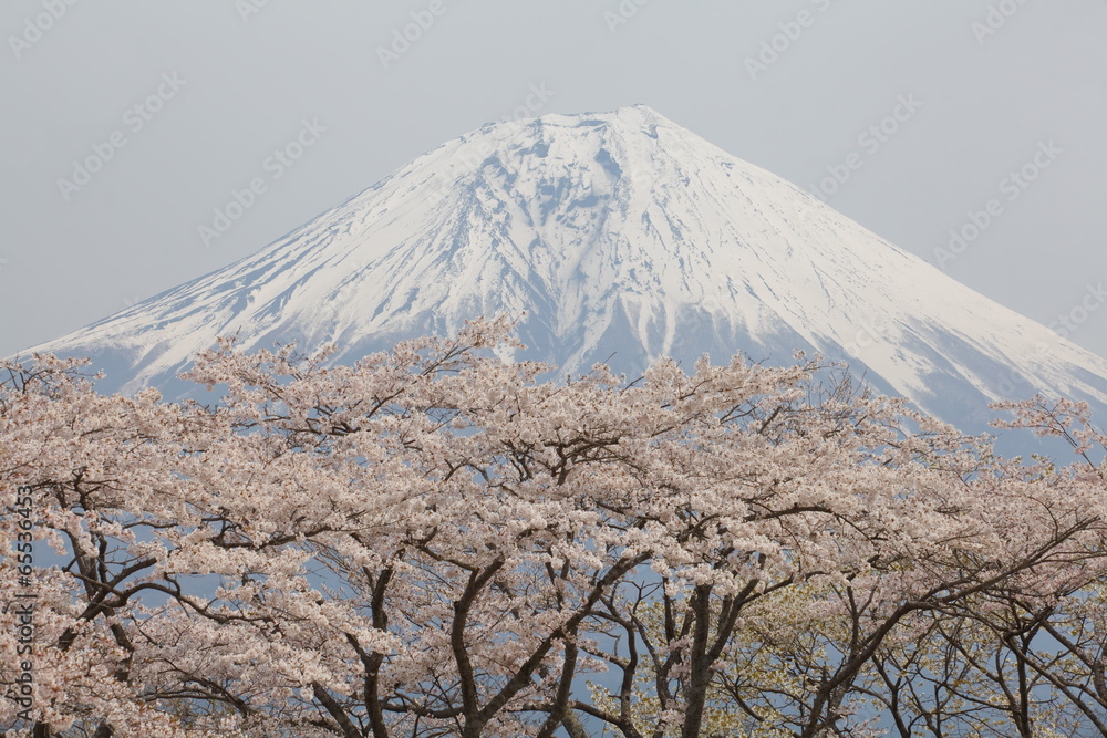 mountain fuji and sakura