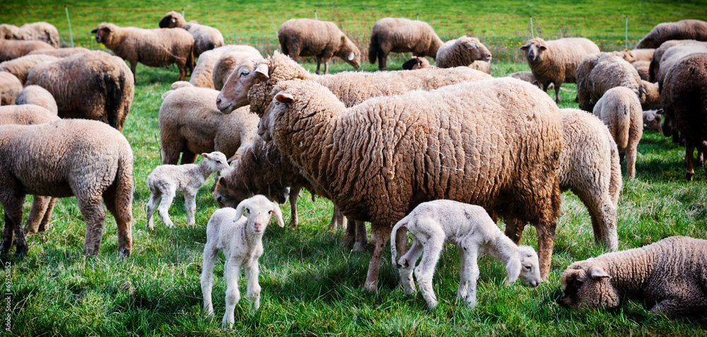 绿地上的羊群