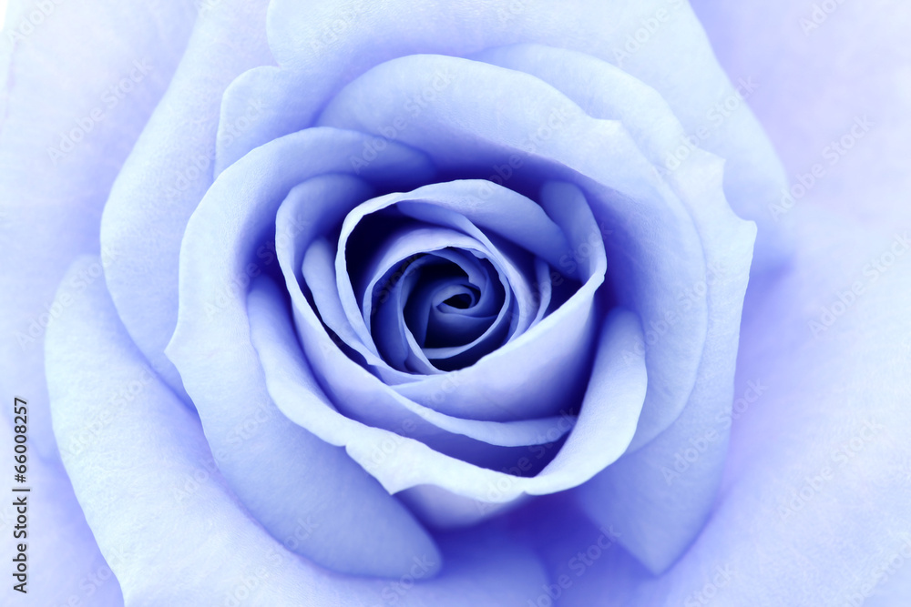 soft blue rose, close up
