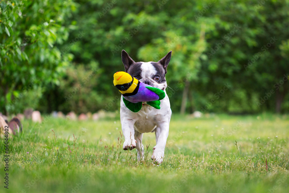 French bulldog running in the garden with toy