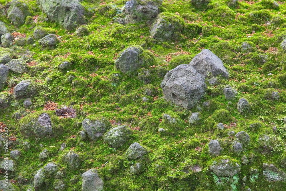 石墙上的天然湿绿色苔藓