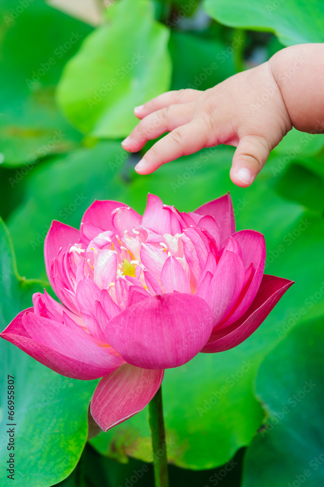宝宝的手触摸盛开的莲花