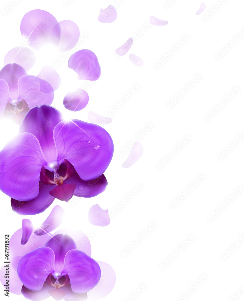 紫兰