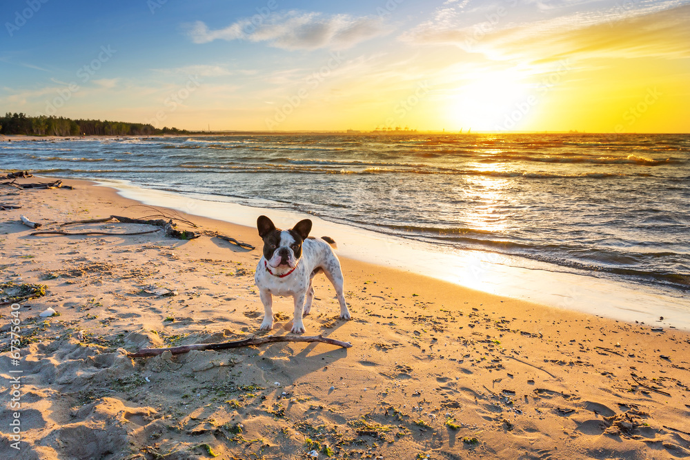 日落时海滩上的法国斗牛犬