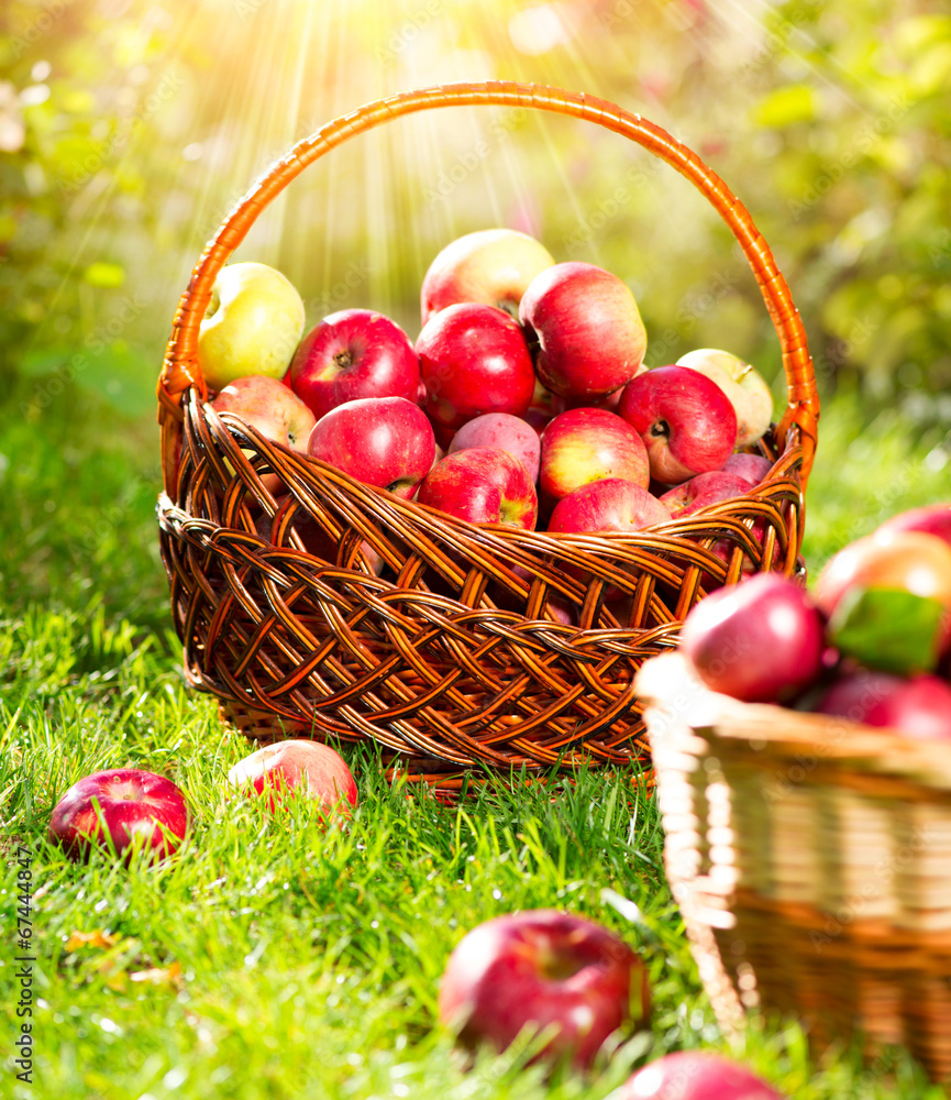 户外篮子里的有机苹果。果园。秋季花园