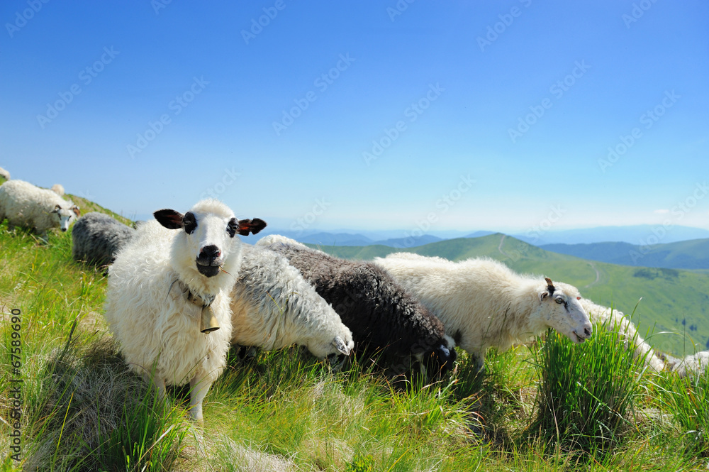 山里的羊
