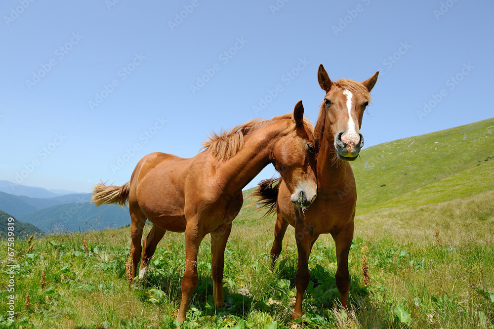 两匹马在山上
