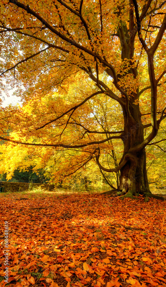 美丽的秋树，枯叶飘落