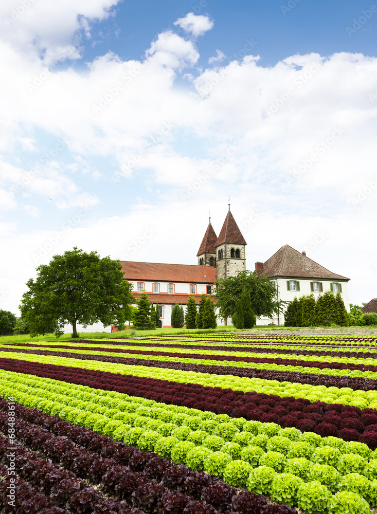 Salatfeld auf der Reichenau
