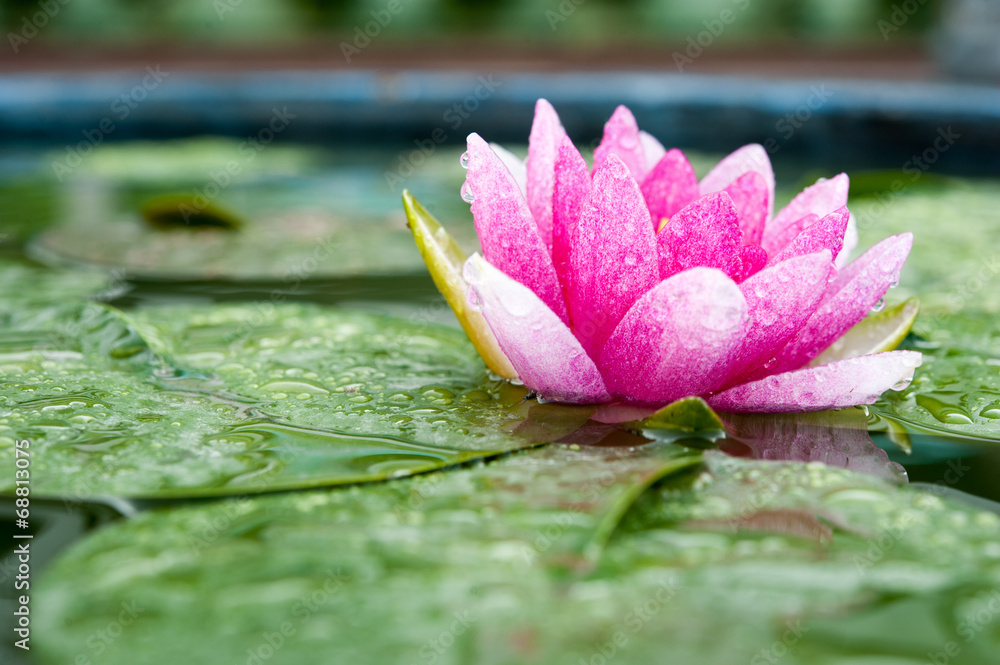 美丽的粉红色睡莲或池塘里的莲花