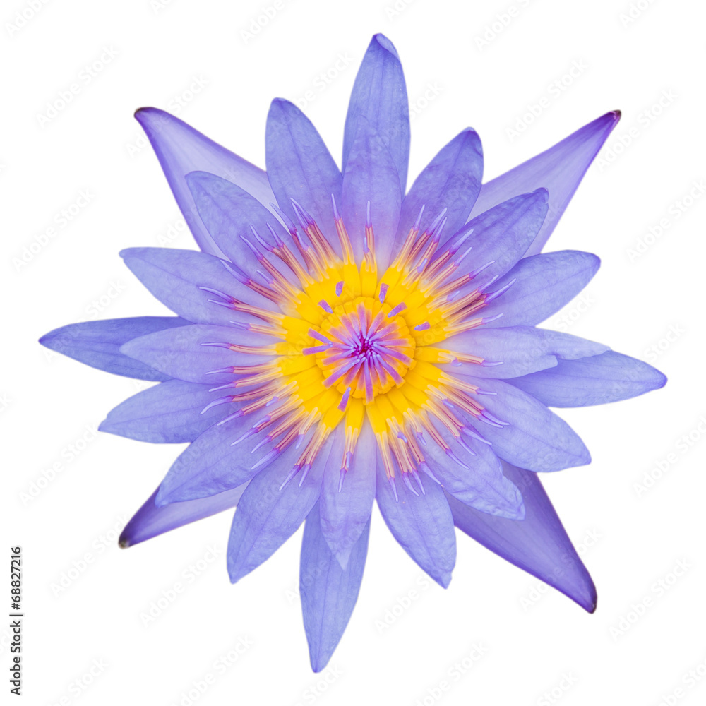 白色ba上美丽的紫色睡莲或莲花隔离物