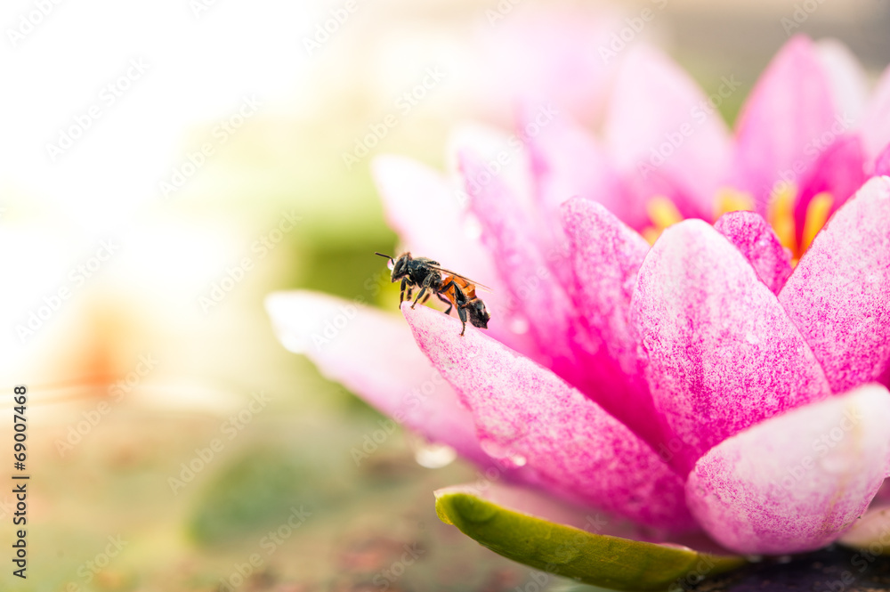 一朵美丽的粉红色睡莲或带蜜蜂的莲花