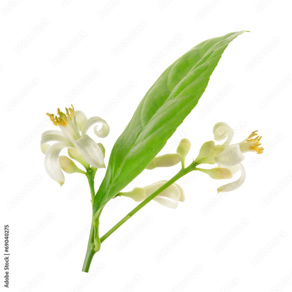 Branch of a lemon tree with flowers Isolated on white